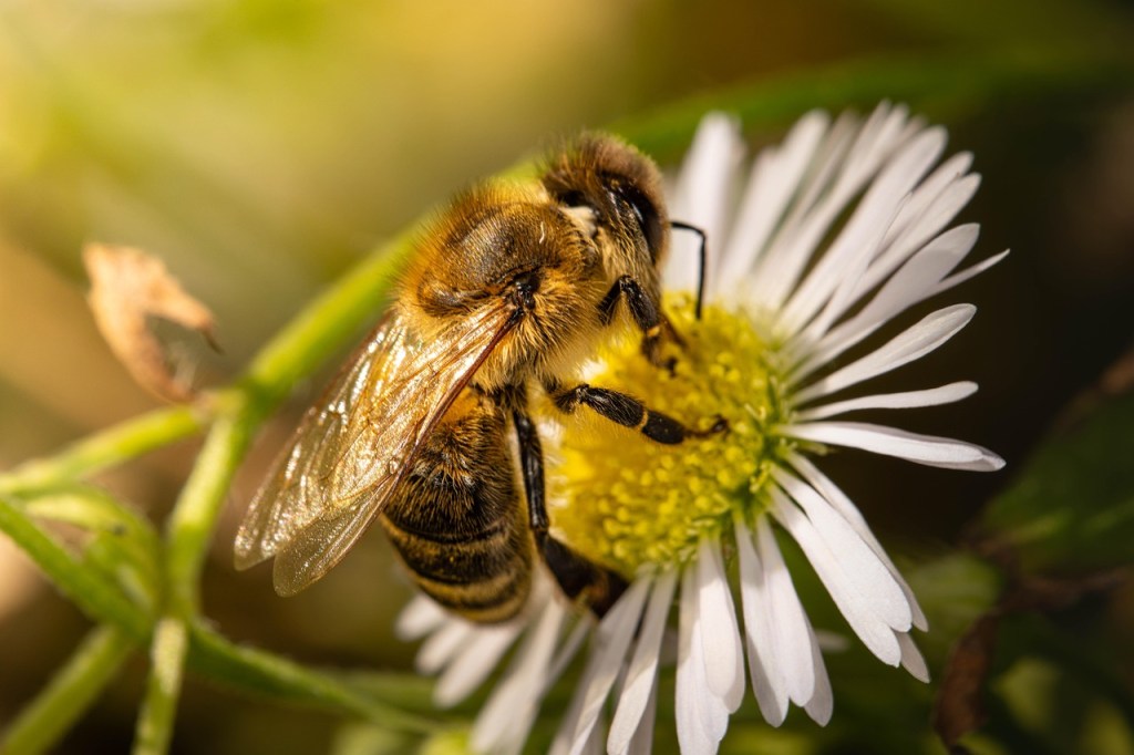 Bienenfreundlicher Balkon – darauf kommt es&nbsp;an