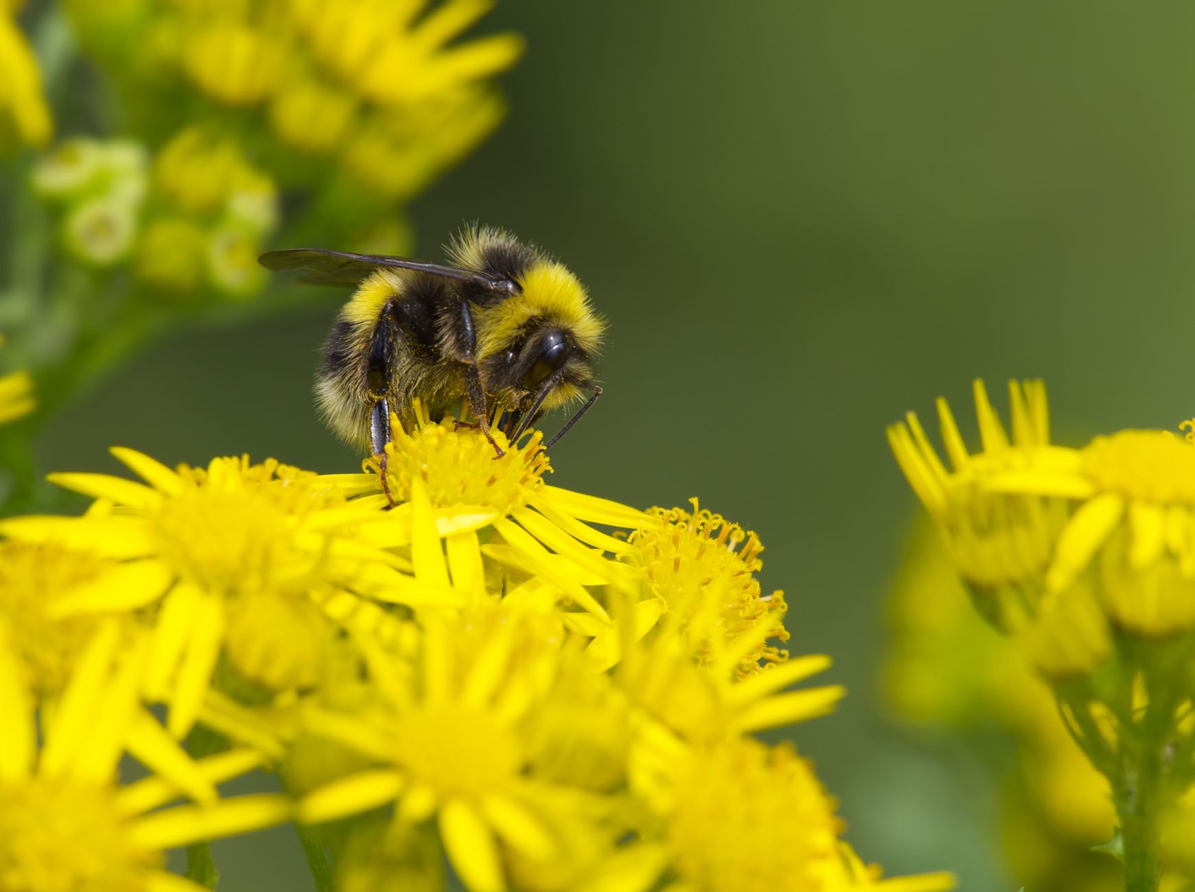 Tierschutz im Sommer