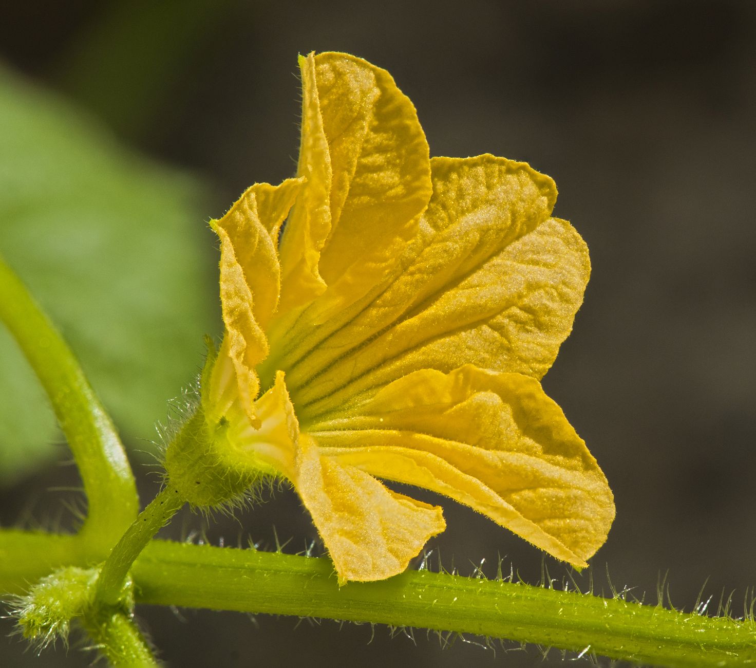 Zucchini-Blüte: pflegeleichte Pflanze für Menschen ohne grünen Daumen