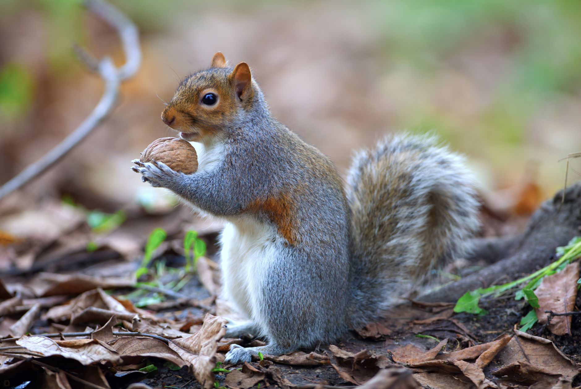 Tierschutz im Herbst - 16 Tipps