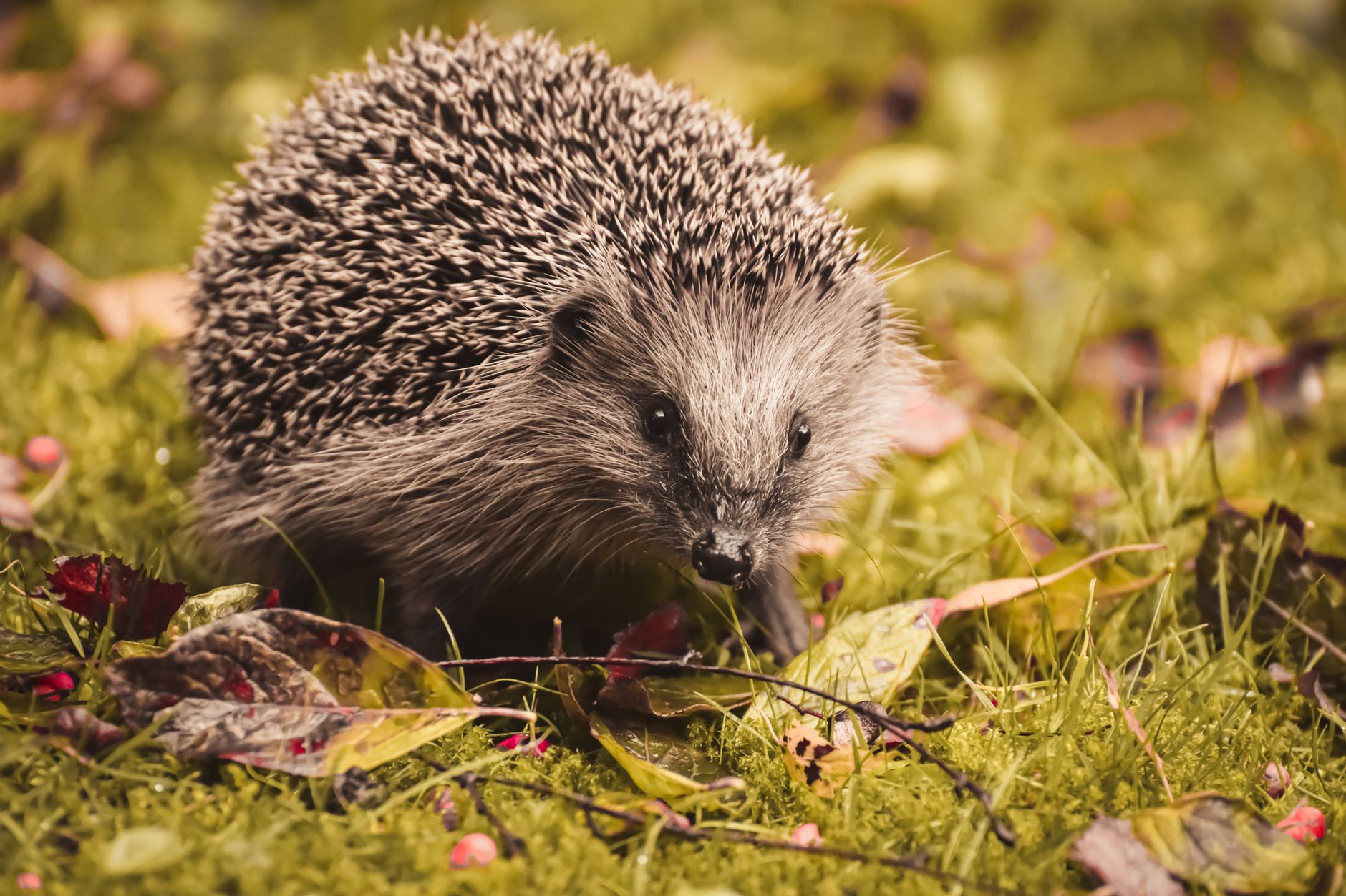 Tierschutz im Herbst - Igel helfen